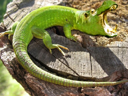 Mundo animal diferente